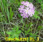 Mehlprimel kl.