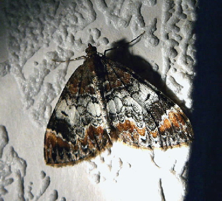 Mndchenflecken-Bindenspanner Dysstroma truncata Mai 2011 Htt Garten Insekten 018