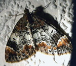 Mndchenflecken-Bindenspanner Dysstroma truncata kl.