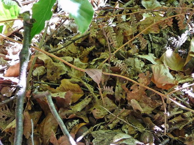 Moorwald-Adlerfarnspanner Petrophora chlorosata Mai 2012 Pfalz und Elsa Nordvogesen 080