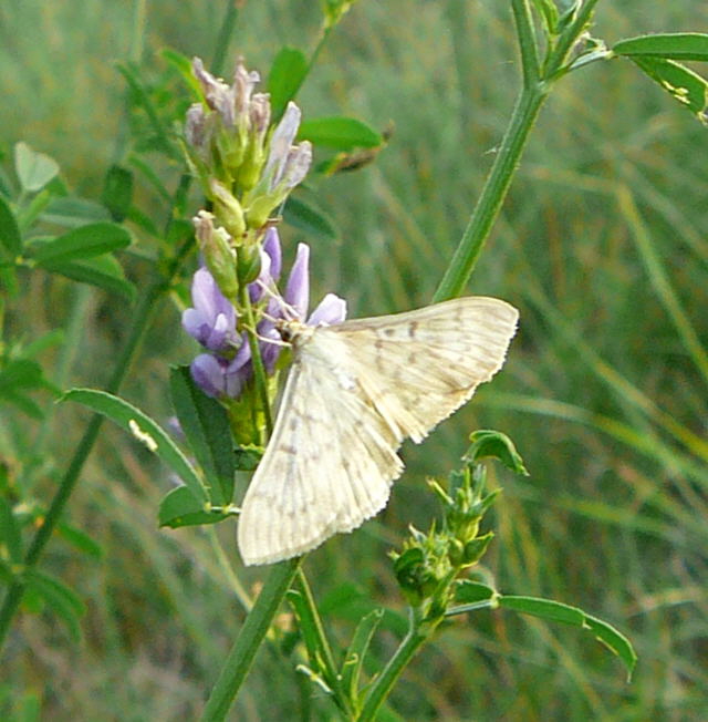 Nesselznsler, Pleuroptya ruralis Aug 2009 Lorscher See u. Graben Hemsbach 107