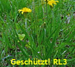 Niedrige Schwarzwurzel (Scorzonera humilis) 2 kl.