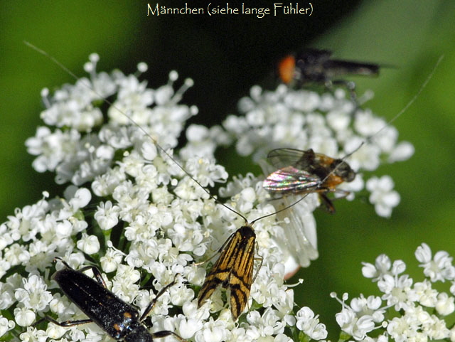 Ochsenheimers Langfhler Nemophora ochsenheimerella   Mai 2012 Pfalz und Elsa Nordvogesen NIKON 001b