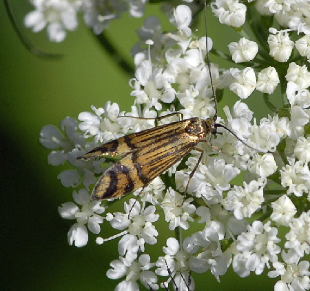 Ochsenheimers Langfhler Nemophora ochsenheimerella  Mai 2012 Pfalz und Elsa Nordvogesen NIKON 008a