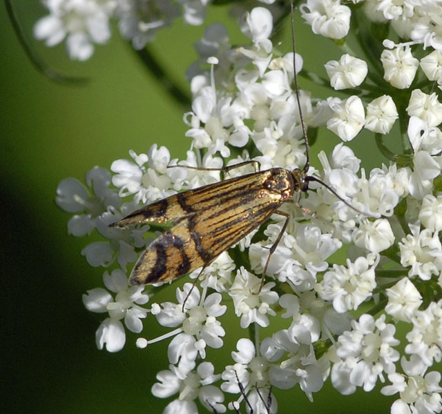 Ochsenheimers Langfhler Nemophora ochsenheimerella  Mai 2012 Pfalz und Elsa Nordvogesen NIKON 008a