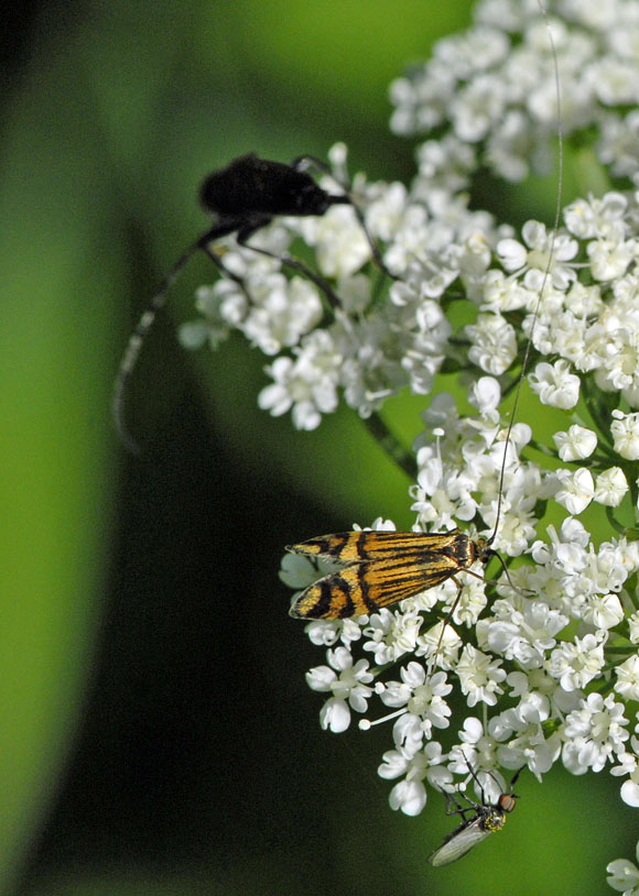Ochsenheimers Langfhler Nemophora ochsenheimerella  Mai 2012 Pfalz und Elsa Nordvogesen NIKON 009a