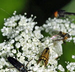 Ochsenheimers Langfhler Nemophora ochsenheimerella M kl.