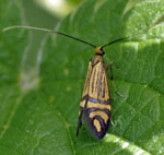 Ochsenheimers Langfhler Nemophora ochsenheimerella kl.