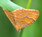 Ockergelber Blattspanner Camptogramma bilineata  2 kl.2
