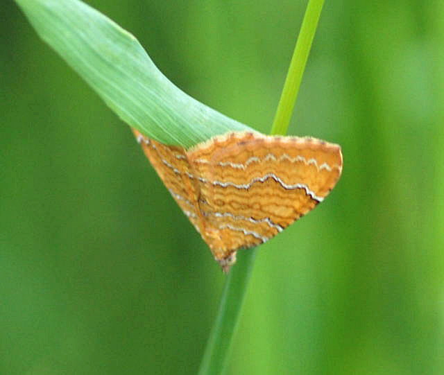 Ockergelber Blattspanner Camptogramma bilineata  Mai 2010 Hemsbach Graben NIKON 008