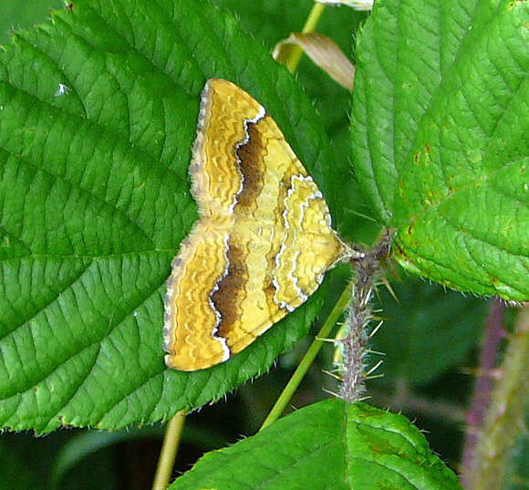Ockergelber Blattspanner Camptogramma bilineata Juni 2011 Vatertag Birkenau Buchklingen Weinheim Insekten 044