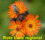 Orangerote Habichtskraut Hieracium aurantiacum kl.