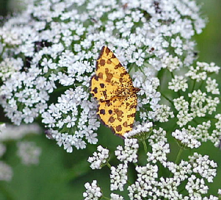 Pantherspanner Pseudopanthera macularia Juni 09 Hoher Vogelsberg... 121