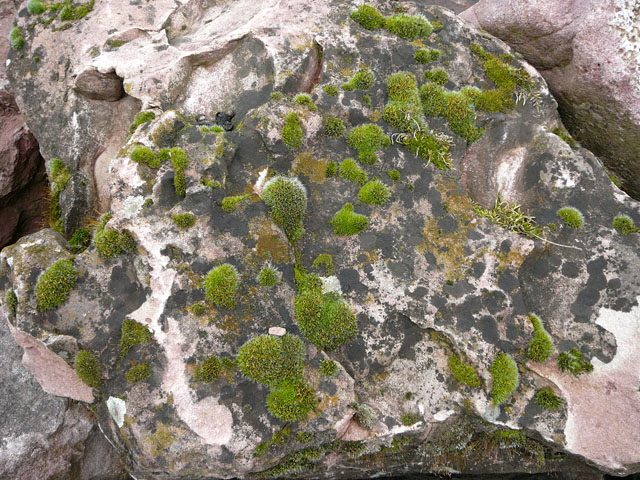 Polster-Kissenmoos Grimmia pulvinata Moos Mrz 2010 Rote Erde und Dnenbiotope vor Mlldeponie 007