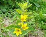 Punktierter Gilbweiderich Lysimachia punctata kl.