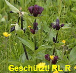 Purpurrote Enzian g kl.