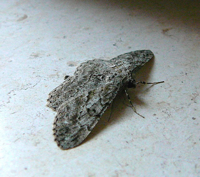 Rauten-Rindenspanner (Peribatodes rhomboidaria) Mai 2011 Httenfeld Insekten 044a