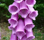Roter Fingerhut Digitalis purpurea 2 kl.