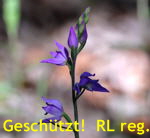 Rotes Waldvglein 1 kl.