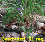 Rotes Waldvglein G kl.
