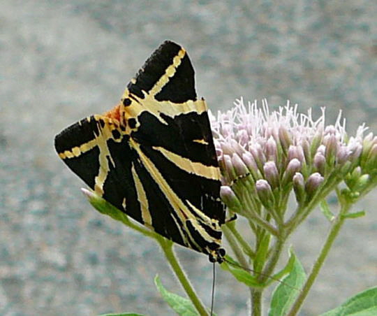 Russischer Br Euplagia quadripunctaria  Juli 2008 Wildblumen & Schmetterlinge Wildbahn 091