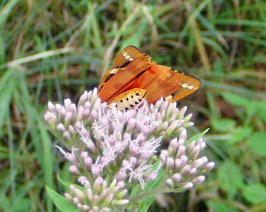 Russischer Br Juli 2008 Wildblumen & Schmetterlinge Wildbahn 089