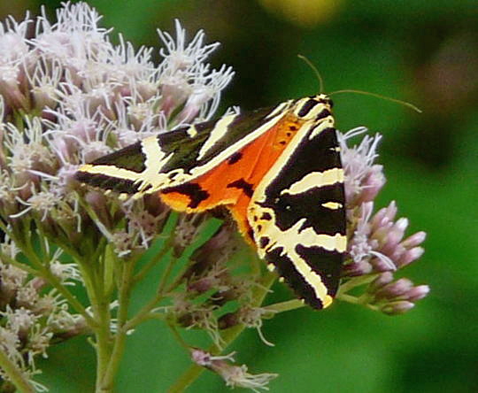 Russischer Br Juli 2008 Wildblumen & Schmetterlinge Wildbahn 098