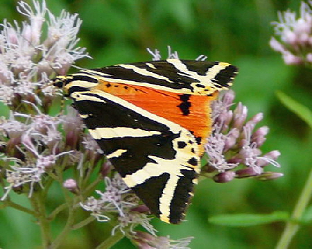 Russischer Br Juli 2008 Wildblumen & Schmetterlinge Wildbahn 1