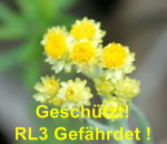 Sand-Strohblume kl.