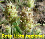 Sand-Wegerich Psyllium arenarium kl.