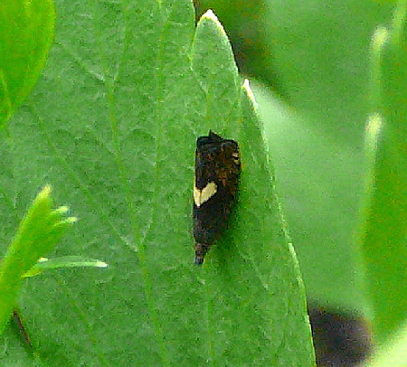 Schafgarbenwickler (Dichrorampha petiverella) Mai 2011 Viernheimer Wald Kfer 043