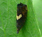 Schafgarbenwickler (Dichrorampha petiverella) kl.