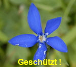 Schnee-Enzian 1 kl.