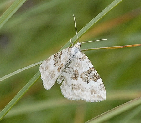 Schwarzbraunbinden-Blattspanner (Xanthorrhoe montanata)  9.7.2011 Allgu Alpen Fellhorn 99