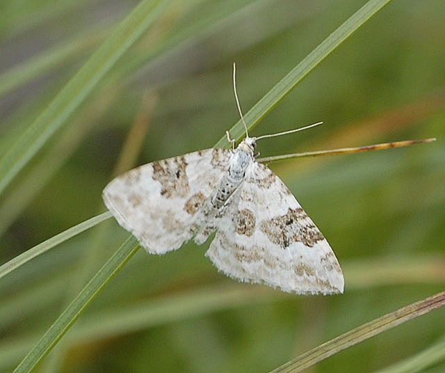 Schwarzbraunbinden-Blattspanner (Xanthorrhoe montanata) 9.7.2011 Allgu Alpen Fellhorn 100