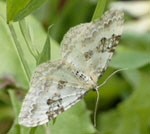 Schwarzbraunbinden-Blattspanner Xanthorhoe montanata  kl.