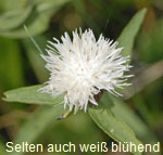 Schwarze Flockenblume weiss kl.