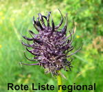Schwarze Teufelskralle Phyteuma nigrum kl.