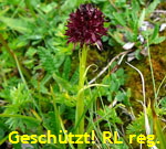 Schwarzes Kohlrschen G kl.