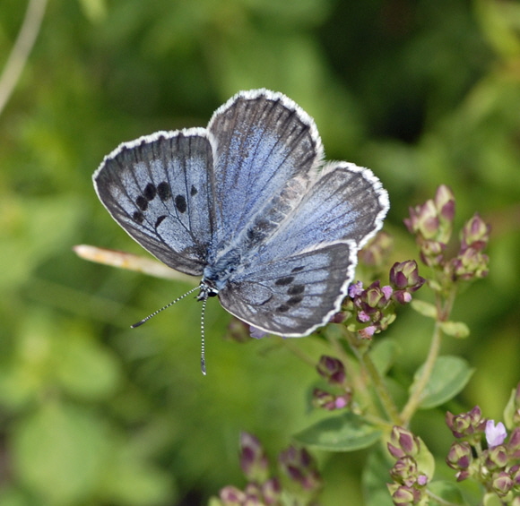Schwarzgefleckter Bluling Maculinea arion Weibchen Juli 2012 Mnsingen Biosph., Lautertal-Gundelfingen NIKON 224