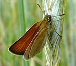 Schwarzkolbiger Dickkopffalter (Thymelicus lineola) 1 kl.