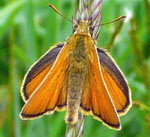 Schwarzkolbiger Dickkopffalter (Thymelicus lineola) kl.