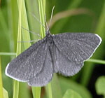 Schwarzspanner (Odezia atrata) kl.
