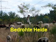 Sep 2009 Viernheimer Heide 180