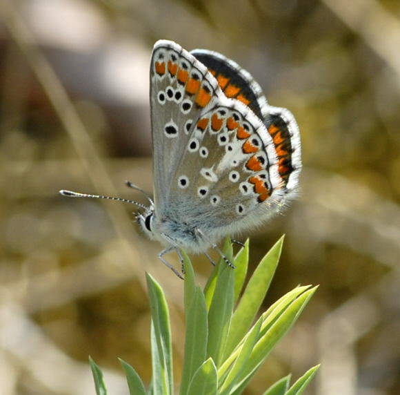 Sonnenrschen-Bluling Aricia agestis Juni 2011 Huettenfeld Insekten Mhaktionen Stadt NIKON 084