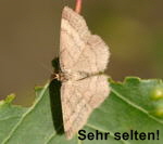 Spanner Scopula rubiginata kl.