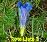 Stngelloser Kalk-Enzian (Gentiana clusii) 2 kl.