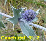 Stranddistel (Eryngium maritimum kl.