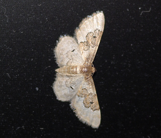 Sdlicher Zwergspanner (Idaea rusticata) Juli 2012 FFH Wald Insekten 182