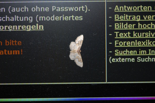 Sdlicher Zwergspanner (Idaea rusticata) Juli 2012 FFH Wald Insekten 184